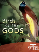 天堂鸟 Nature: Birds of the Gods (2011)