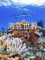 海底世界 第一季 Ocean Wild Season 1 (2019)