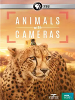 假如动物会摄影 Animals with Cameras 2018 [全3集][英语中英双语字幕][1080P]