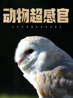 动物超级感官 Supersenses 2020 [全3集][英语中字][1080P]