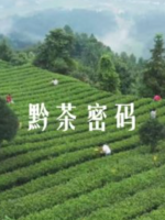 黔茶密码 2020 [全3集][国语中字][1080P超清]
