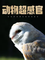 动物超感官 Supersenses 2020年[全6集][BBC纪录片]