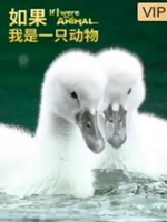 如果我是一只动物 If I Were an Animal 2018年 [52集][普通话][1080P超清]
