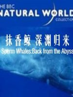 自然世界 抹香鲸 深渊归来 Sperm Whales:Back from the Abyss 1996年[全1集][BBC纪录片]