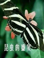 昆虫的盛宴 2020年 [全8集][1080P超清]