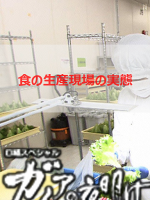 盖亚的黎明 食品生产现场的实态[日语日字]