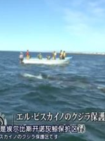 世界遗产 埃尔比斯开诺鲸鱼禁渔区[日语中日双字]