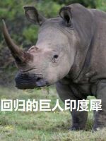 NHK world 回归的巨人印度犀[日语中字]