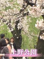 纪实72小时 上野公园 盛开的樱花树下[日语中日双字]
