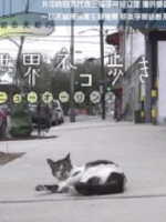 猫步走世界 新奥尔良篇[日语中日双字]