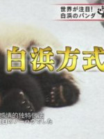 熊猫育幼百天记 “主角是母子”的白浜模式[日语中日双字]