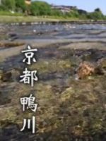 新日本风土记「京都 鴨川」[日语日字]